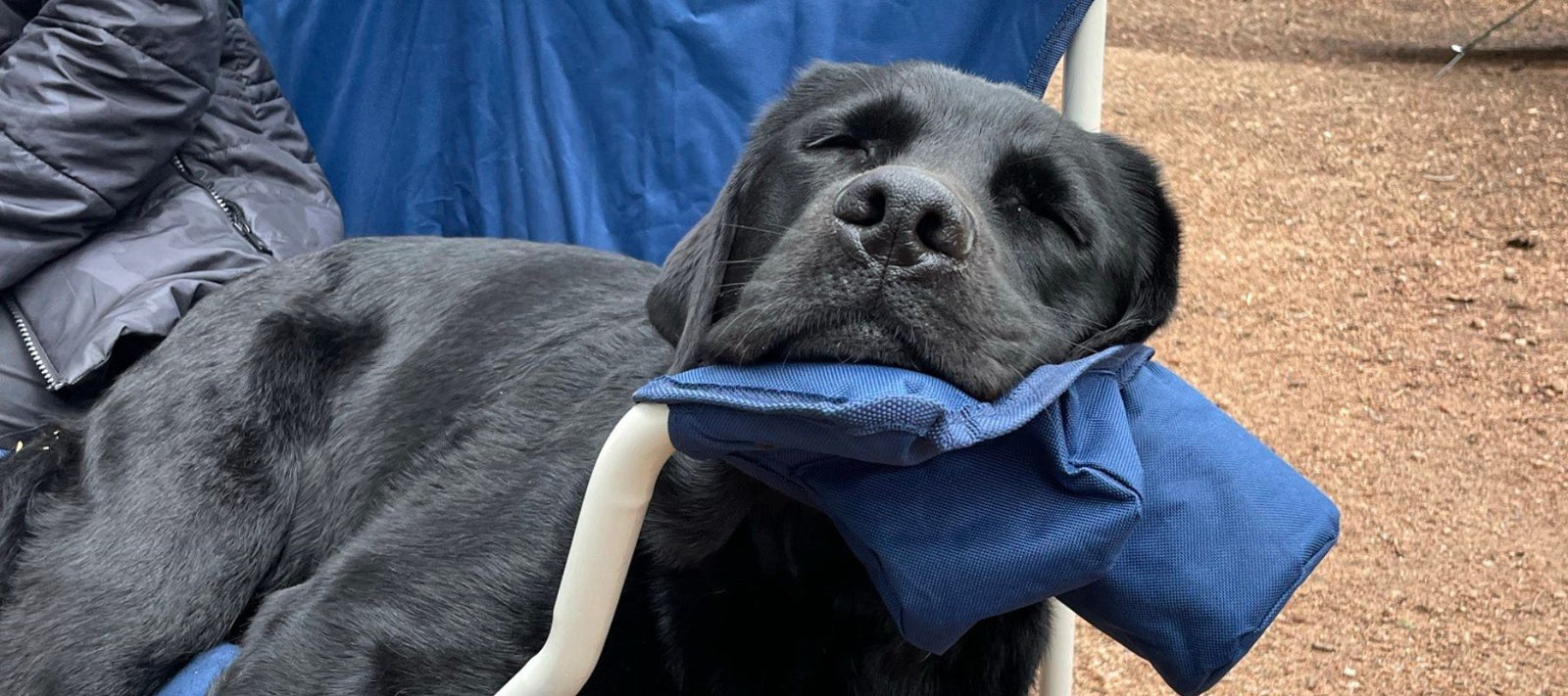 Black Lab lying on camping chair