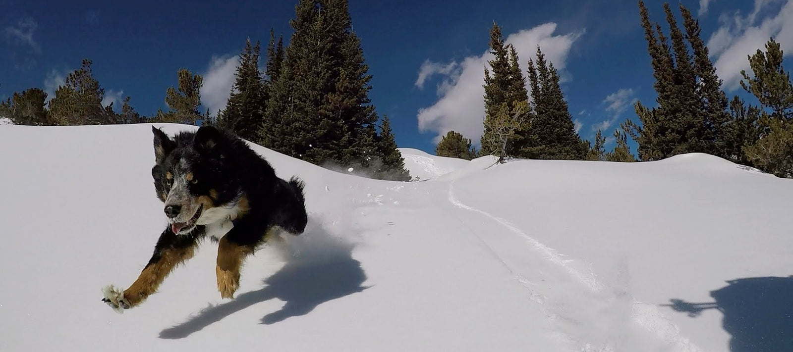 Adventure dog running down snowy hill chasing owner backcountry skiing