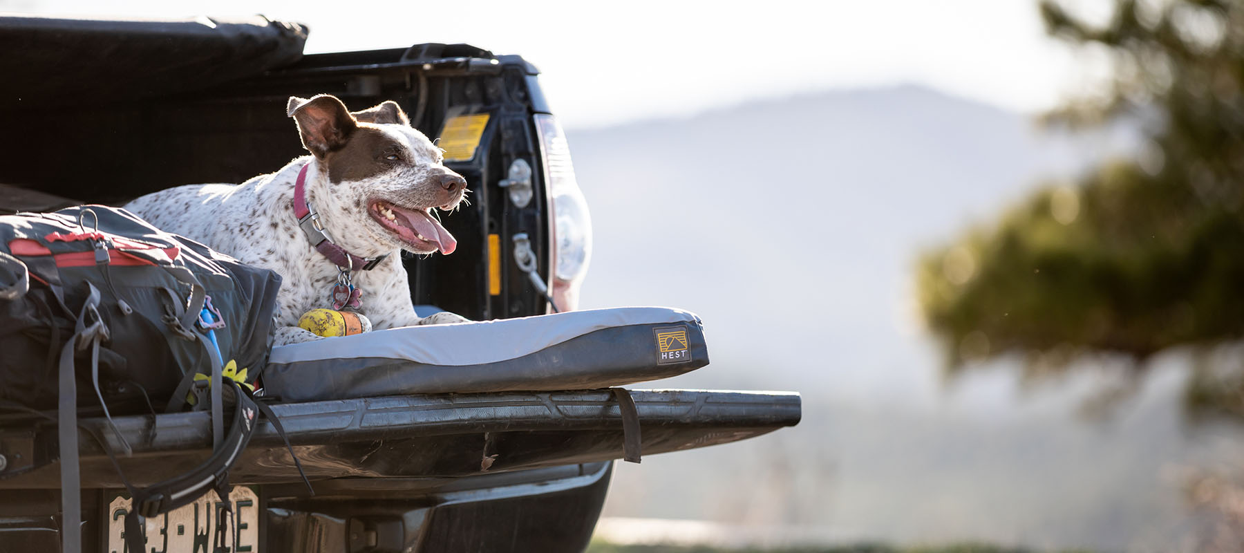 5 Reasons Why Dog Owners Should Travel with the HEST Dog Bed