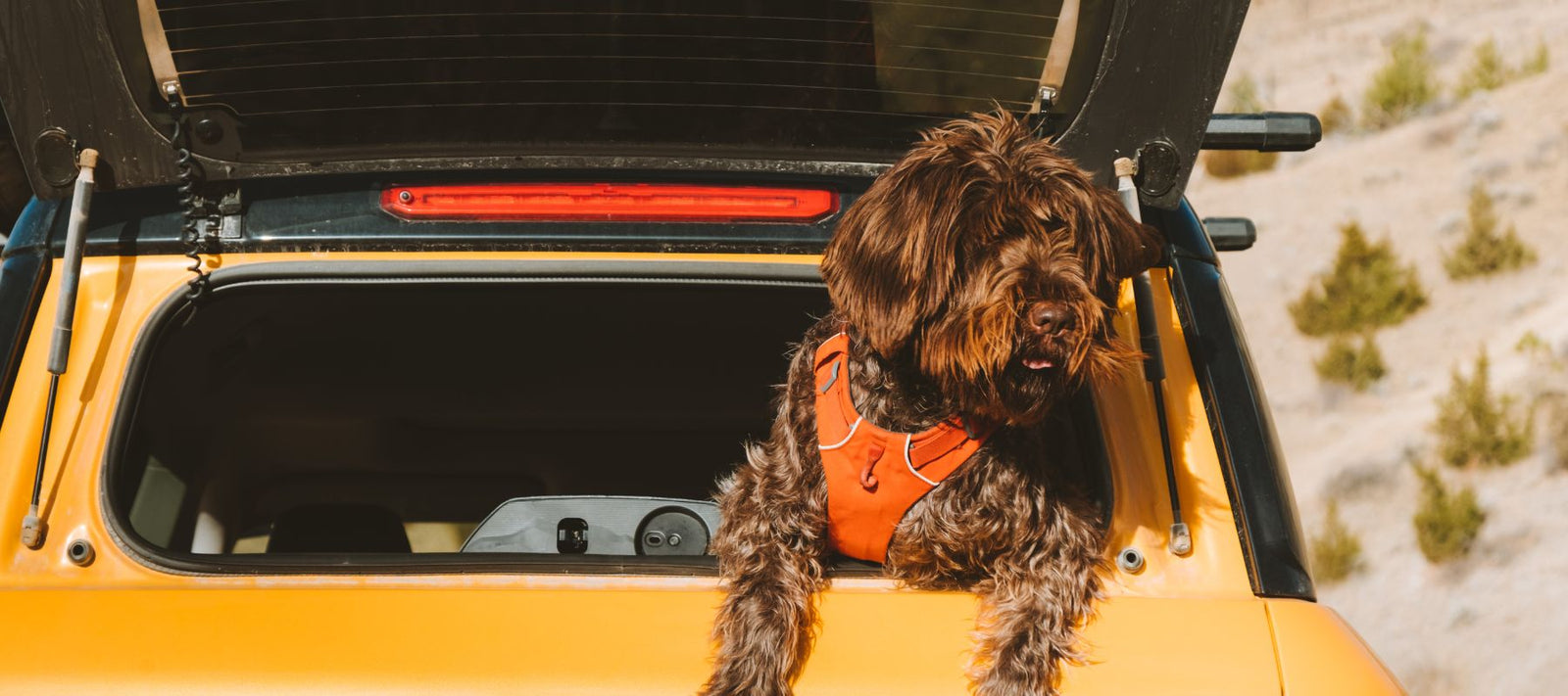 dog hanging out of 2021 ford bronco 