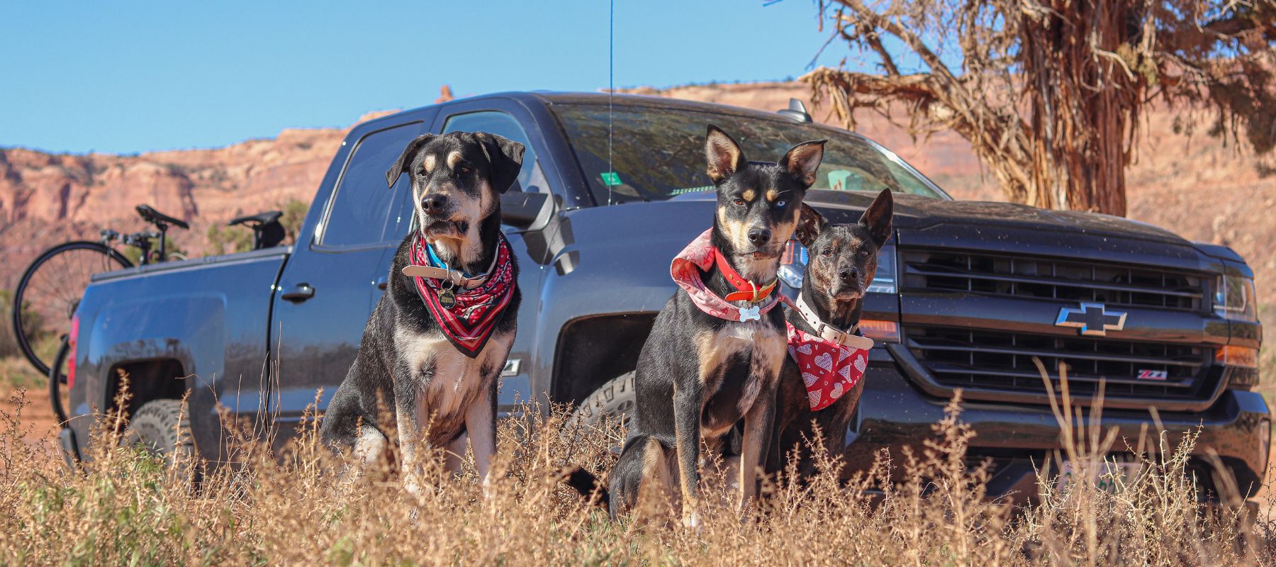 3 Dogs Sitting in Front of Silverado Truck in Oregon