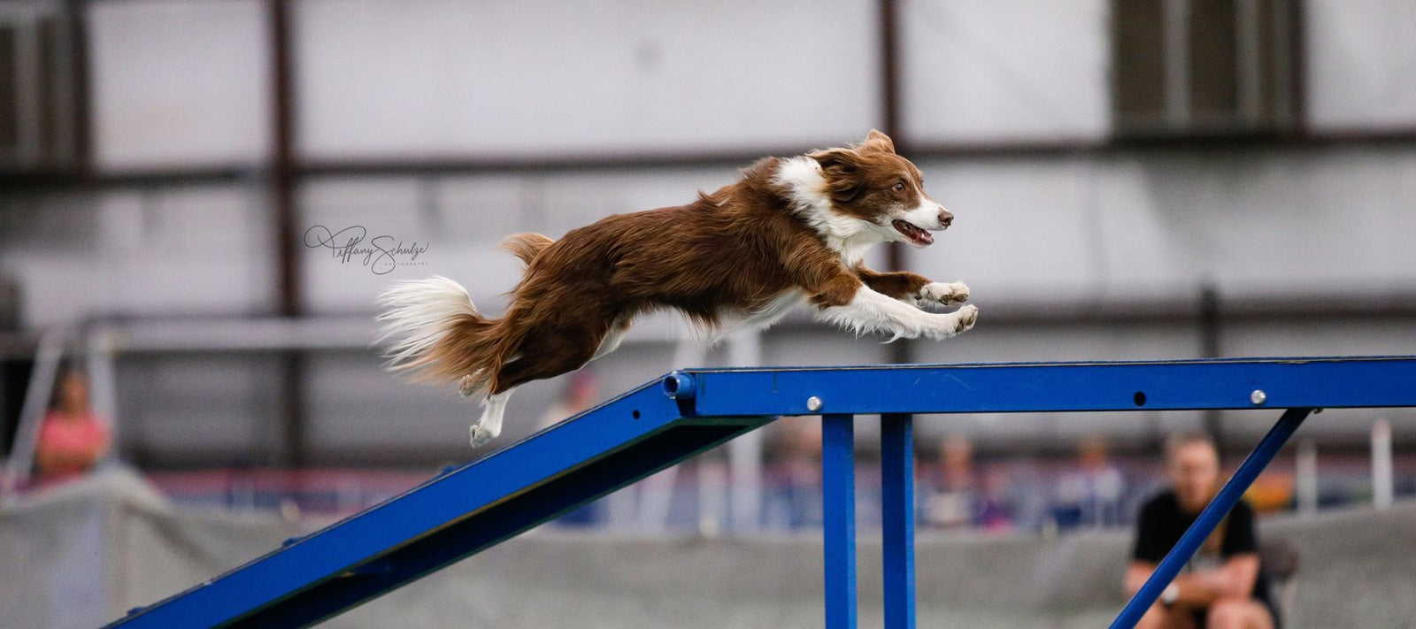 About UKI US Open Dog Agility Competition with Darcy Ernat HEST