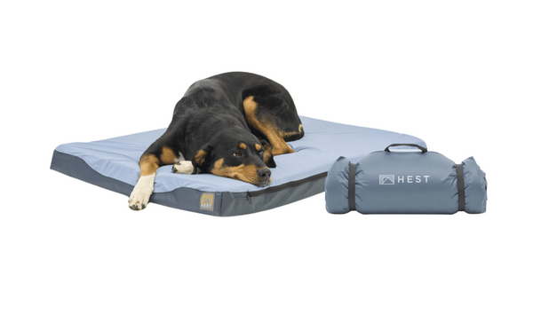 Perfect performance memory foam dog bed 2025